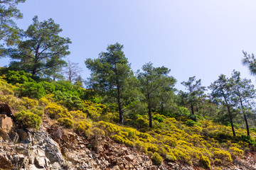 Beautiful pine trees on background, Marmaris - Turkey