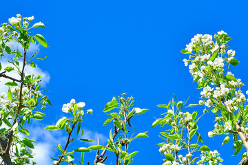 Branches with flowers of apple and leaves against the blue sky. soft focus.