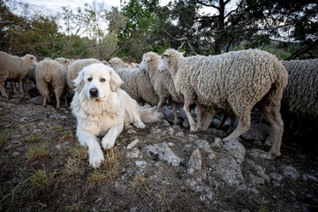 un gros chien de berger blanc couché au bord d'un troupeau de mouton