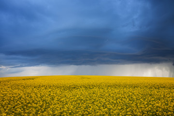 Fototapeta premium Agricultural field during a storm. Heavy rain in a rapeseed field. Damaged agricultural crops
