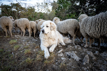 un gros chien de berger blanc au bord d'un troupeau de mouton