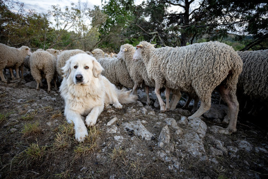 un gros chien de berger blanc couch&eacute; au bord d'un troupeau de mouton