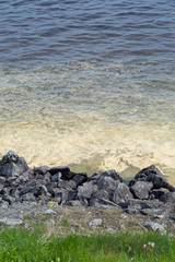 View of a lake with surface of the the water near the shoreline covered with pollen in Finland in the spring.