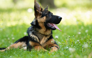 German Shepherd puppy for a walk