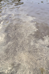 Surface of the water covered with pollen in Finland in the spring, viewed from above.