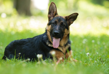 German Shepherd puppy for a walk