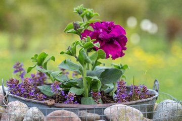 Terry purple petunia flowers in the garden on a sunny day in a decorative gabion with stones in rustic style