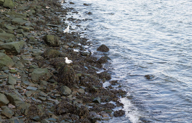 Bird resting on beach of stones by the river.