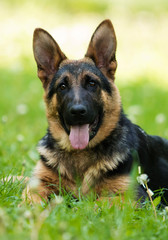 German Shepherd puppy for a walk
