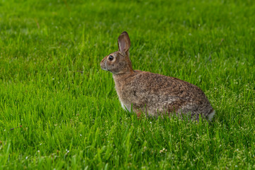 Furry brown rabbit sitting in grass