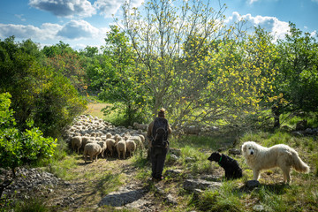 Un berger avec ses chiens et son troupeau de moutons - obrazy, fototapety, plakaty