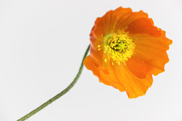 orange poppy flower on white background