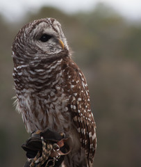 Barred Owl perched and looking around