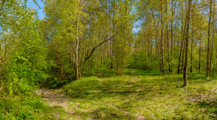 Obraz premium The Sablino nature reserve.