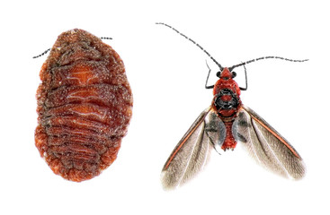 Dark winged scale insect or Pine Monophlebid (Palaeococcus fuscipennis) is a pest of pines in the Mediterranean countries and central Europe. Female and male. Isolated on a white background