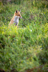 Red fox in its natural habitat - wildlife shot