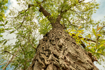 rough bark of a tree from below in spring extreme viewing angle