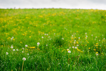 Zielone wzgórza, kwiecista łąka z pogodnym niebem - obrazy, fototapety, plakaty
