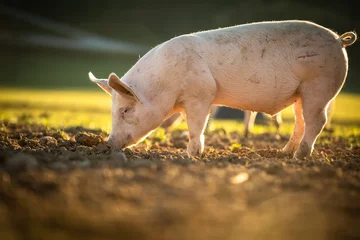 Fotobehang Varkens eten op een weiland in een biologische vleesboerderij © lightpoet