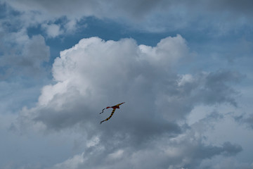 Kite flying in the sky