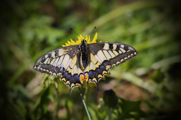 farfalla sul fiore