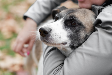 Woman's hands hug a dog in the autumn forest for a walk.