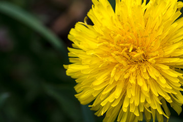 Makrofoto einer gelben Bl&uuml;te