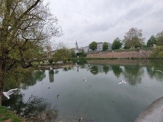 reflection of trees in the river