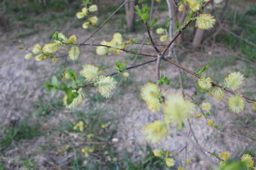 flowers in the forest