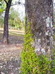 Naklejka premium Tree with bindweed