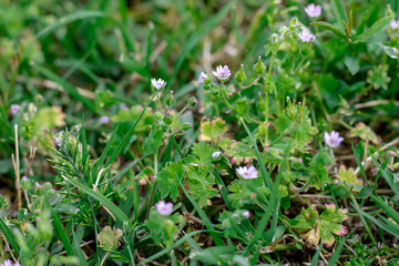 Naples Italy. 11 / May / 2019. A meadow rich in lavender, with its characteristic purple color. The lawn full of greenery and lush grass.