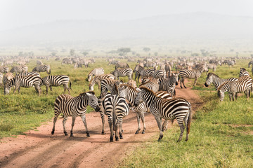 Herd of wild zebras on dirt road in Serengeti National Park of Tanzania. - obrazy, fototapety, plakaty