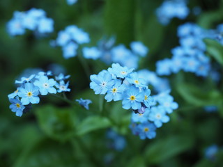  Blue blooming flowers on a green background