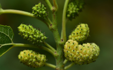 nahaufnahme von frischen weißen maulbeeren vor grünem und braunem hintergrund