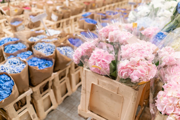 Warehouse refrigerator, Wholesale flowers for flower shops. Blue and pink hydrangea in a plastic container or bucket. Online store. Floral shop and delivery concept.