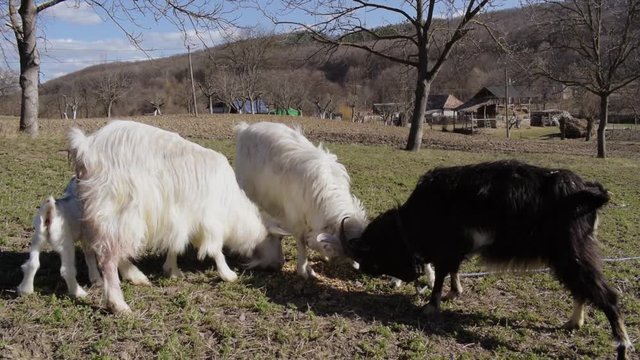 Black and white goats in a field, two of them fighting by butting heads together