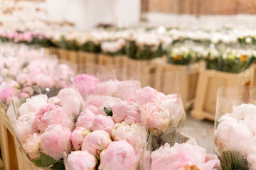 Warehouse refrigerator, Wholesale flowers for flower shops. Pink peonies in a plastic container or bucket. Online store. Floral shop and delivery concept.