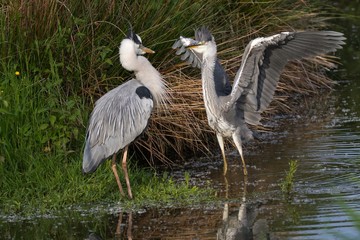 Graureiher im Wasser 20