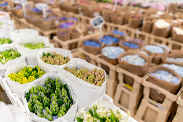 Warehouse refrigerator, Wholesale flowers for flower shops. Hyacinths in a plastic container or bucket. Online store. Floral shop and delivery concept.