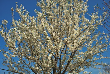 Abundance of cherry tree blooming flowers at spring time