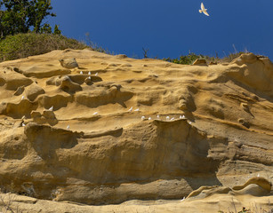 Sand formations in the mountains of the Black Sea coast. Place nesting wild white pigeons. The remains of ancient fairy-tale creatures. Natural sculptures made by wind and water.