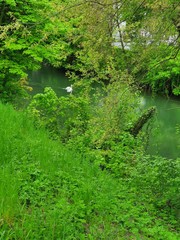 stream in the forest