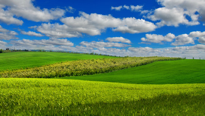 Fototapeta premium Małe drzewa rosnące na plantacjach na zielonych wzgórzach