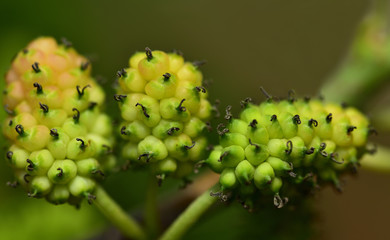 nahaufnahme von frischen weißen maulbeeren vor grünem und braunem hintergrund
