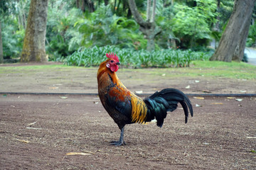 stolzer Hahn im Park Garten Antonio Borges