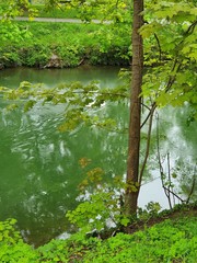 green tree in the water