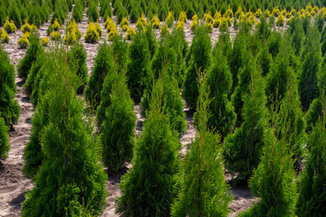 Plant nursery. Outdoor garden store center with young seedlings.
