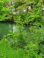 pond in the forest