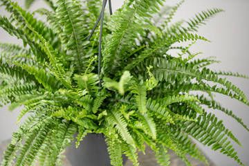 Nephrolepis plants, fern. Stylish green plant in ceramic pots on wooden vintage stand on background of gray wall. Modern room decor. sansevieria plants
