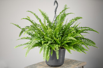 Nephrolepis plants, fern. Stylish green plant in ceramic pots on wooden vintage stand on background...